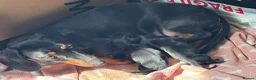 Dachshund dogs for sale: Three long haird beautiful Dachshund in Liverpool - Advert 8