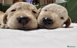 Golden Retriever dogs for sale: Gorgeous Golden Retriever Puppies - Image 4