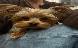 Yorkshire Terrier dogs for stud: mini Pure breed Yorkshire Terrier stud in London - Image 5