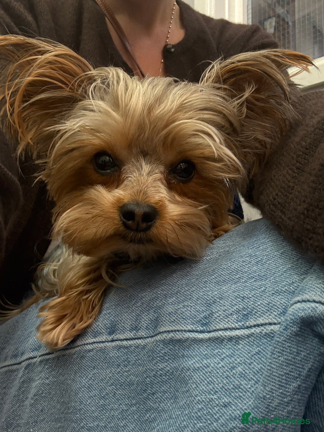 Yorkshire Terrier dogs for stud: mini Pure breed Yorkshire Terrier stud in London - Image 5