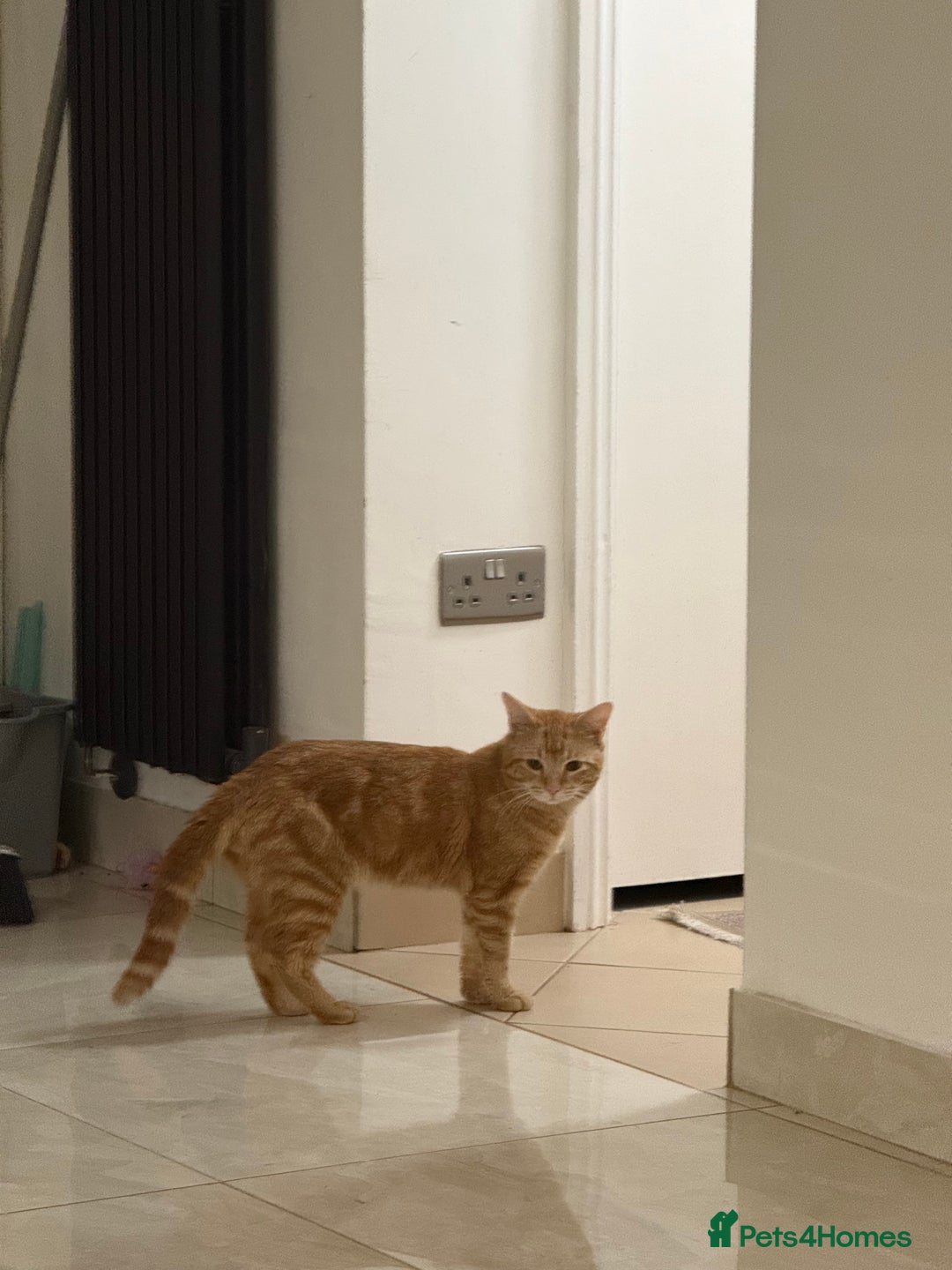 British Shorthair cats for sale: 1 year old ginger cat FOR FREE - Image 3