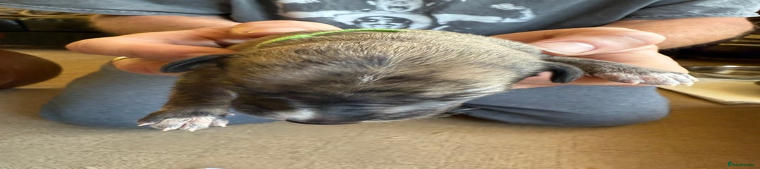 Lurcher Puppy 3
