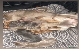 Dachshund dogs for sale: mini dachshunds 🐶 💚 - Advert 12