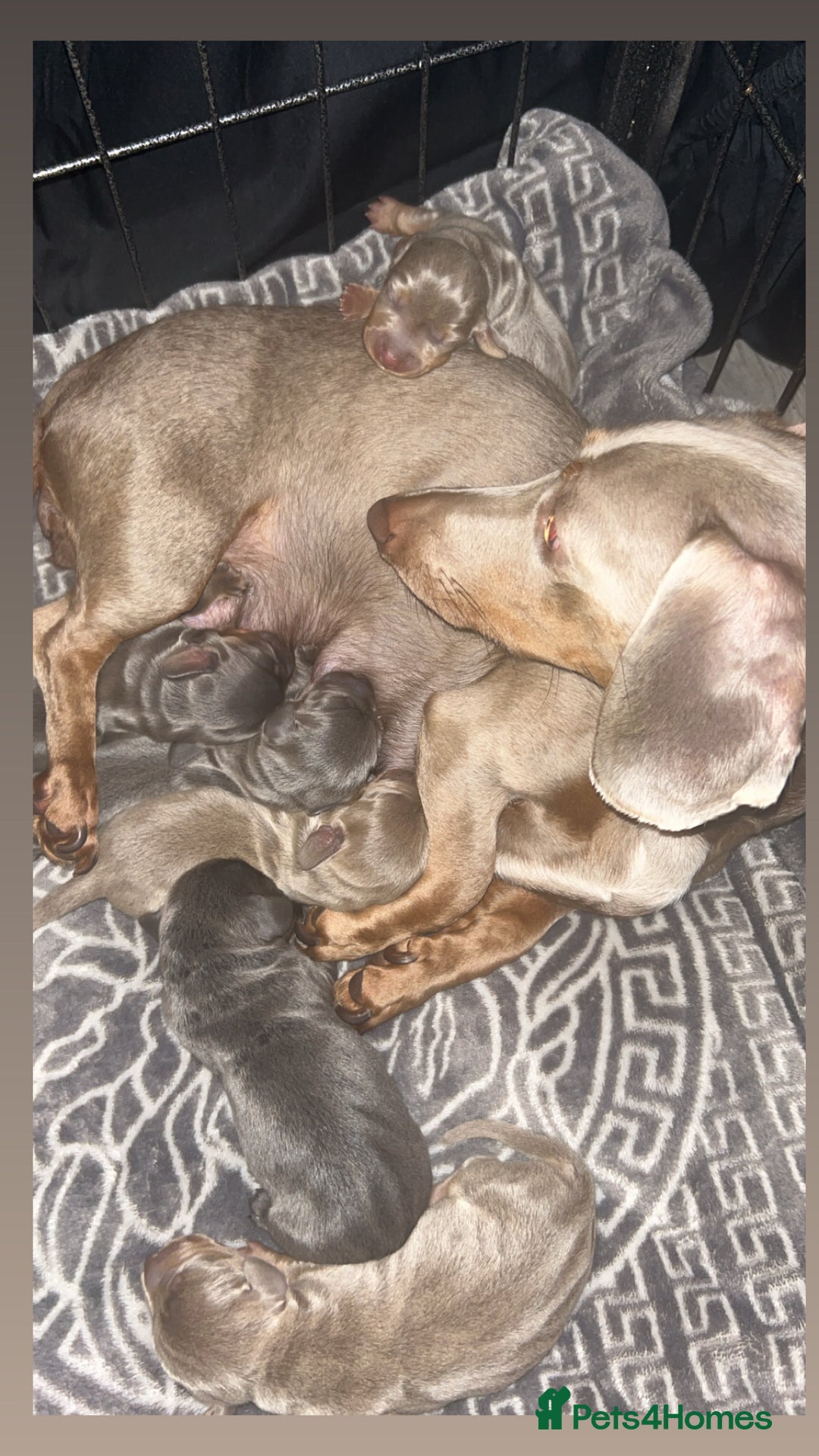 Dachshund dogs for sale: mini dachshunds 🐶 💚 - Advert 12