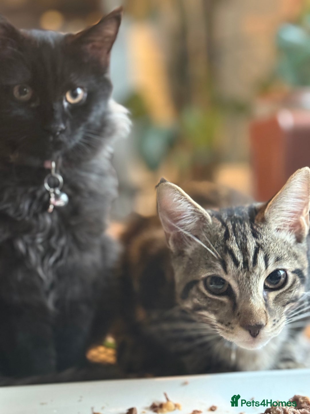 Maine Coon cats for sale: Maine Coone X Bengal - Advert 6