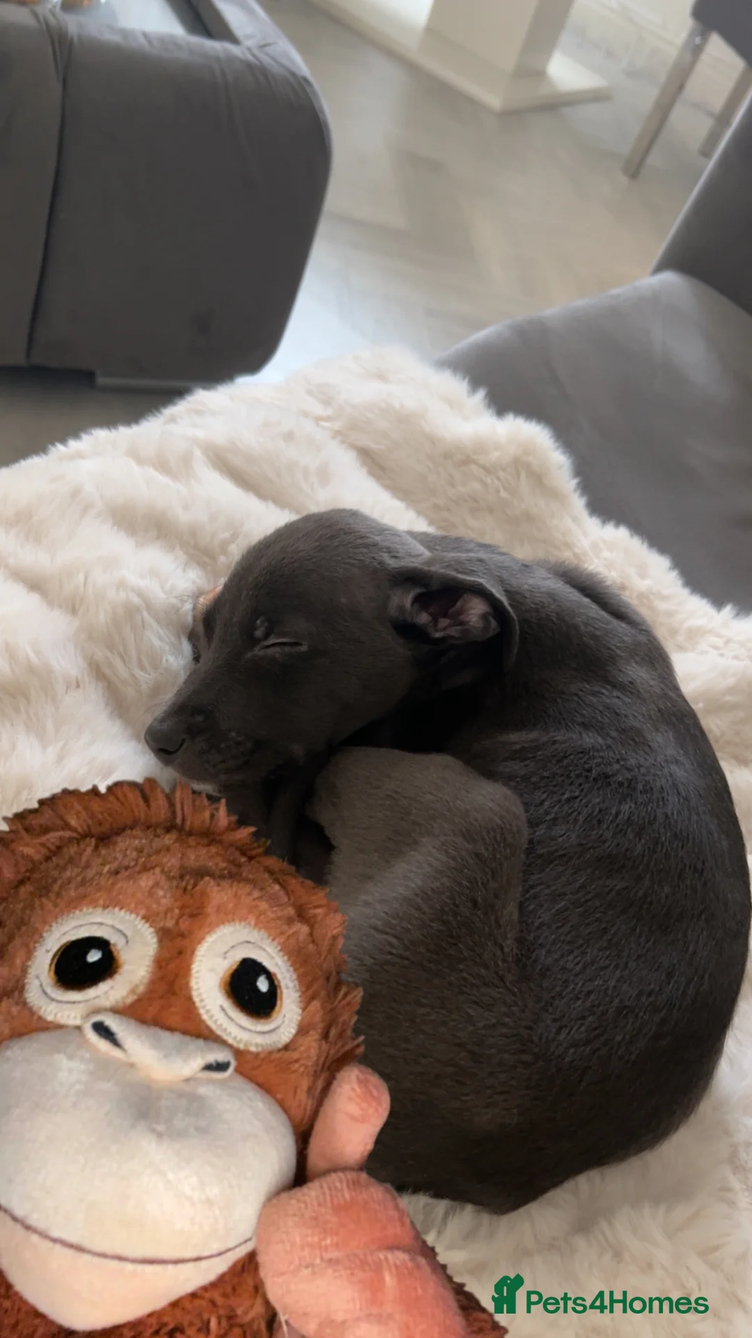 Mixed Breed dogs for sale: Puppy for sale 11weeks old in Gateshead - Advert 2