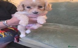 Cockapoo dogs for sale: BEAUTIFUL F1B COCKAPOO BABBIES  - Image 5