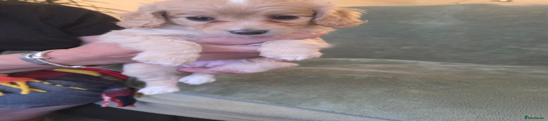 Cockapoo Puppy 2