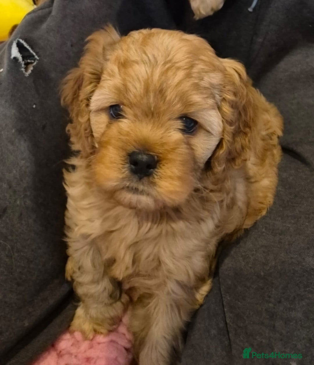 Cavapoo dogs for sale: toy f1 cavapoos for sale - Image 9