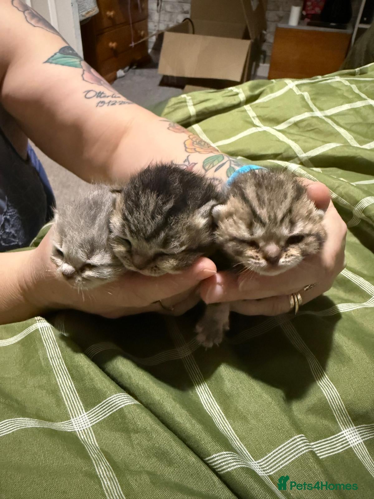 British Shorthair cats British shorthair kittens,  ready now - Advert 1