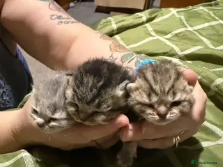 British Shorthair cats British shorthair kittens, ready now - Advert 1