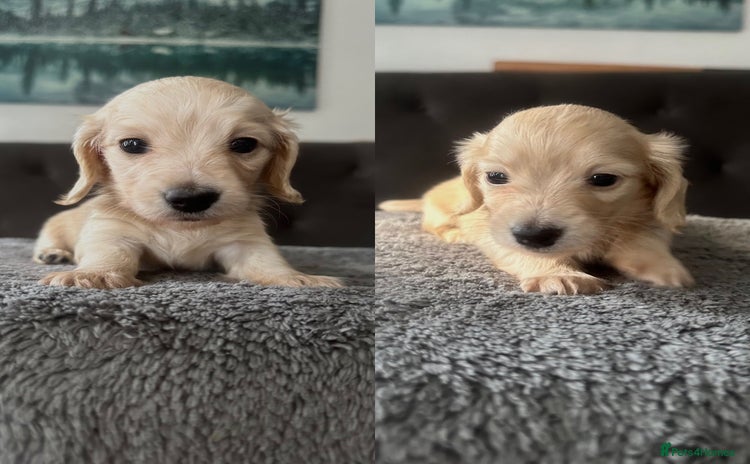 Miniature Dachshund dogs - Advert 4