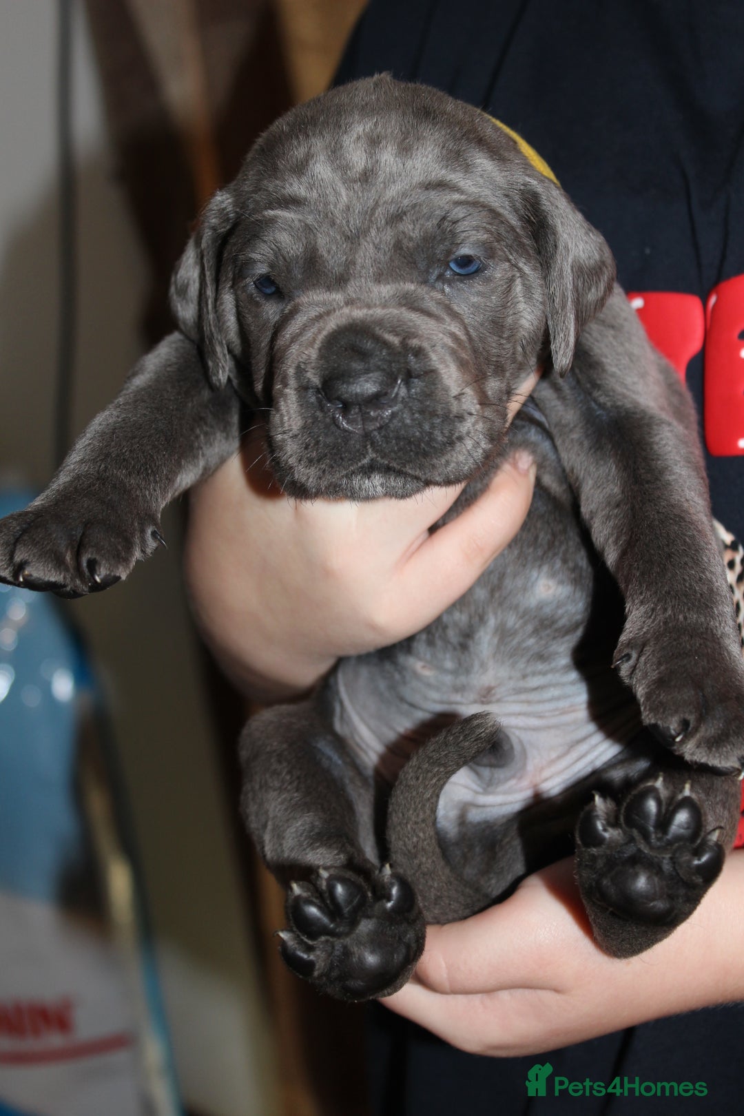Cane Corso dogs for sale: Cane Corso Puppies from Exceptional Bloodlines, - Advert 39