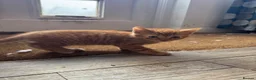 Mixed Breed cats for sale: Two well socialised kittens  - Advert 10
