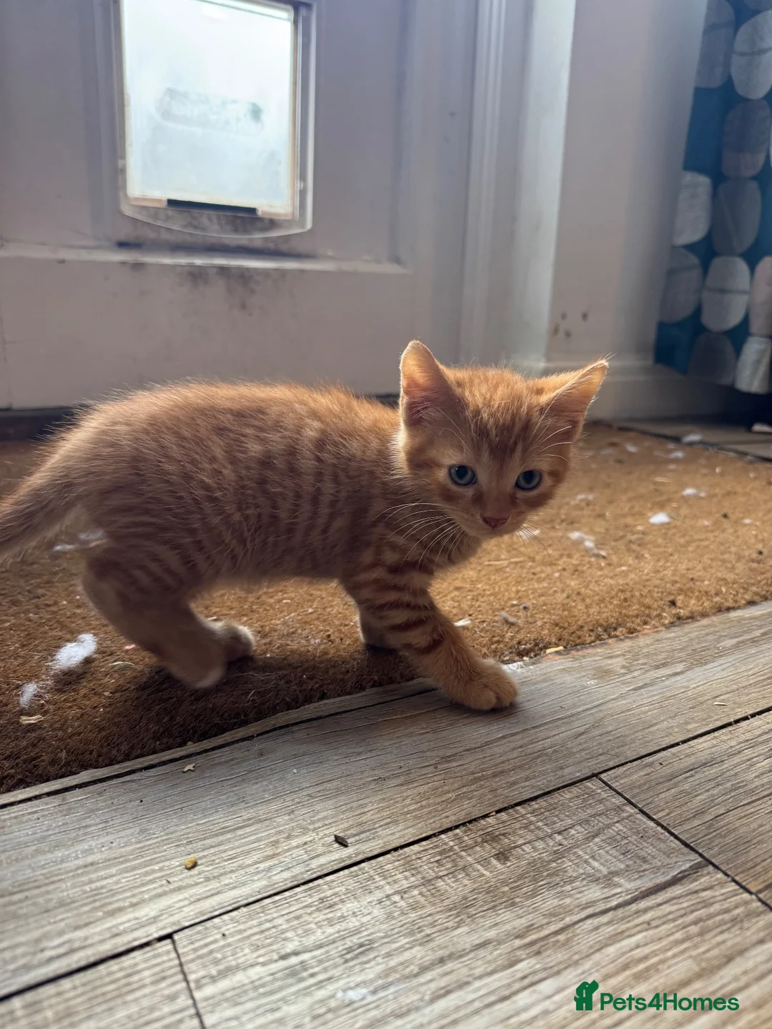 Mixed Breed cats for sale: Two well socialised kittens  - Advert 10