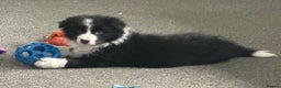 Border Collie dogs for sale: Stunning KC registered girl  - Advert 3