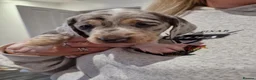 Miniature Dachshund dogs for sale: Gorgeous Dachshund Puppies for Loving Homes! in Rhyl - Advert 15