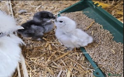 Chickens poultry for sale: Silkie Hatching eggs - Image 3