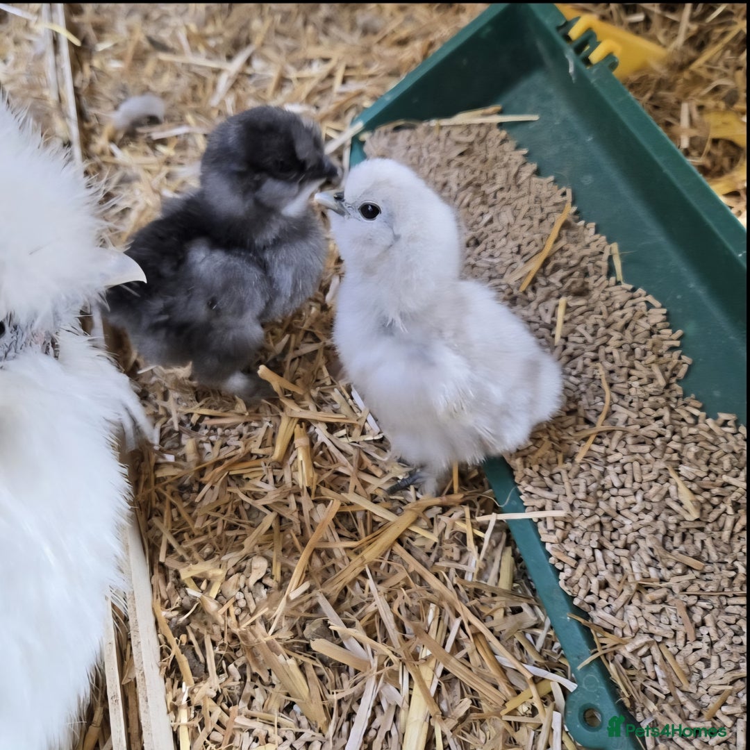 Chickens poultry for sale: Silkie Hatching eggs - Image 3