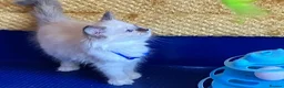 Ragdoll cats for sale: GCCF Сhampion Bloodline Ragdoll 5 GenPedigree 🏆🌟 - Advert 25