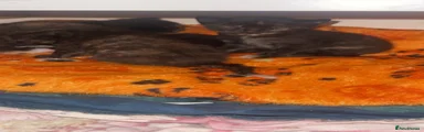 Dark tortoiseshell 