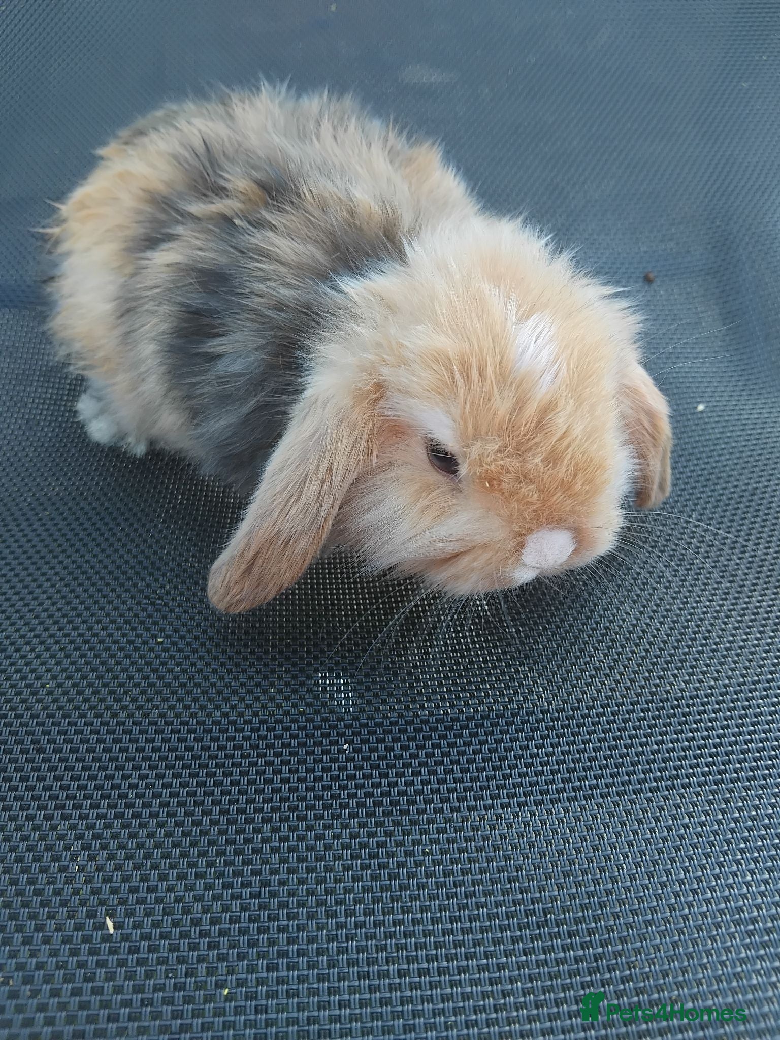 Mini Lop rabbits Baby lops - Advert 23