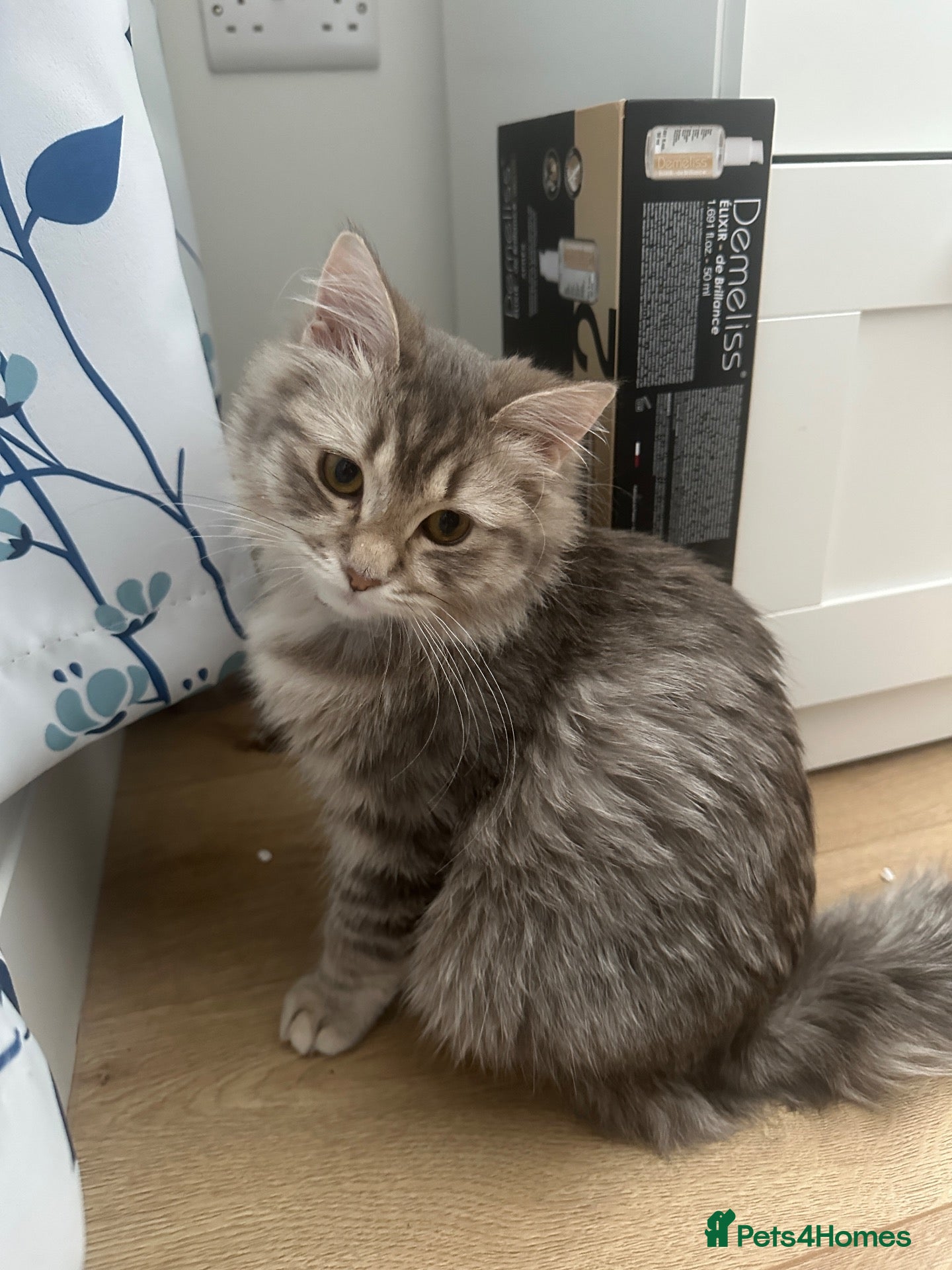 Mixed Breed cats for sale: Princess Luna - Advert 9