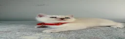 Scottish Fold cats for sale: ⭐️ 5 Beautiful Scottish Folds! ⭐️ - Advert 6