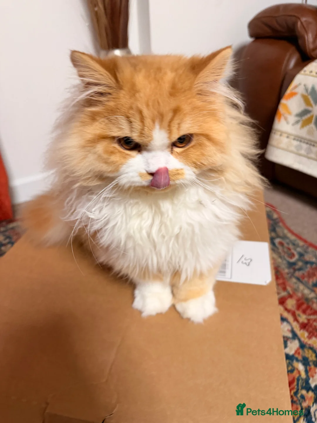 Brazilian Shorthair cats for sale: Beautiful Pedigree British Longhair Kitten - Advert 1