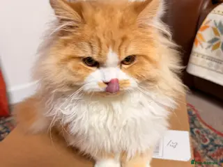 Brazilian Shorthair cats Beautiful Pedigree British Longhair Kitten - Advert 1