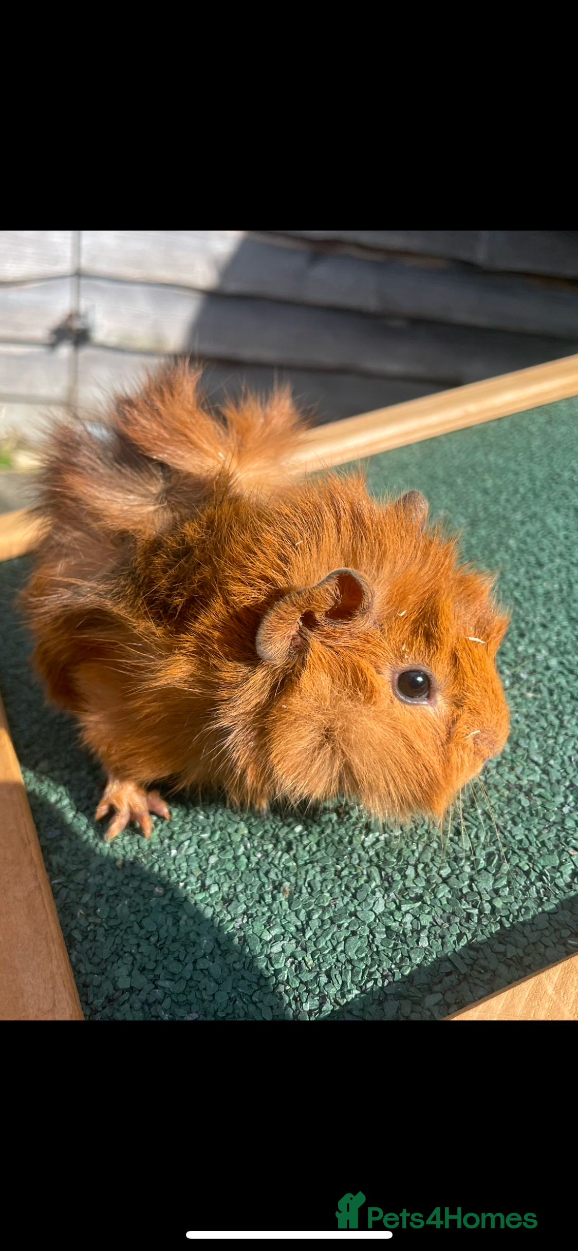 Guinea Pig rodents Baby guinea pigs for sale - Advert 14