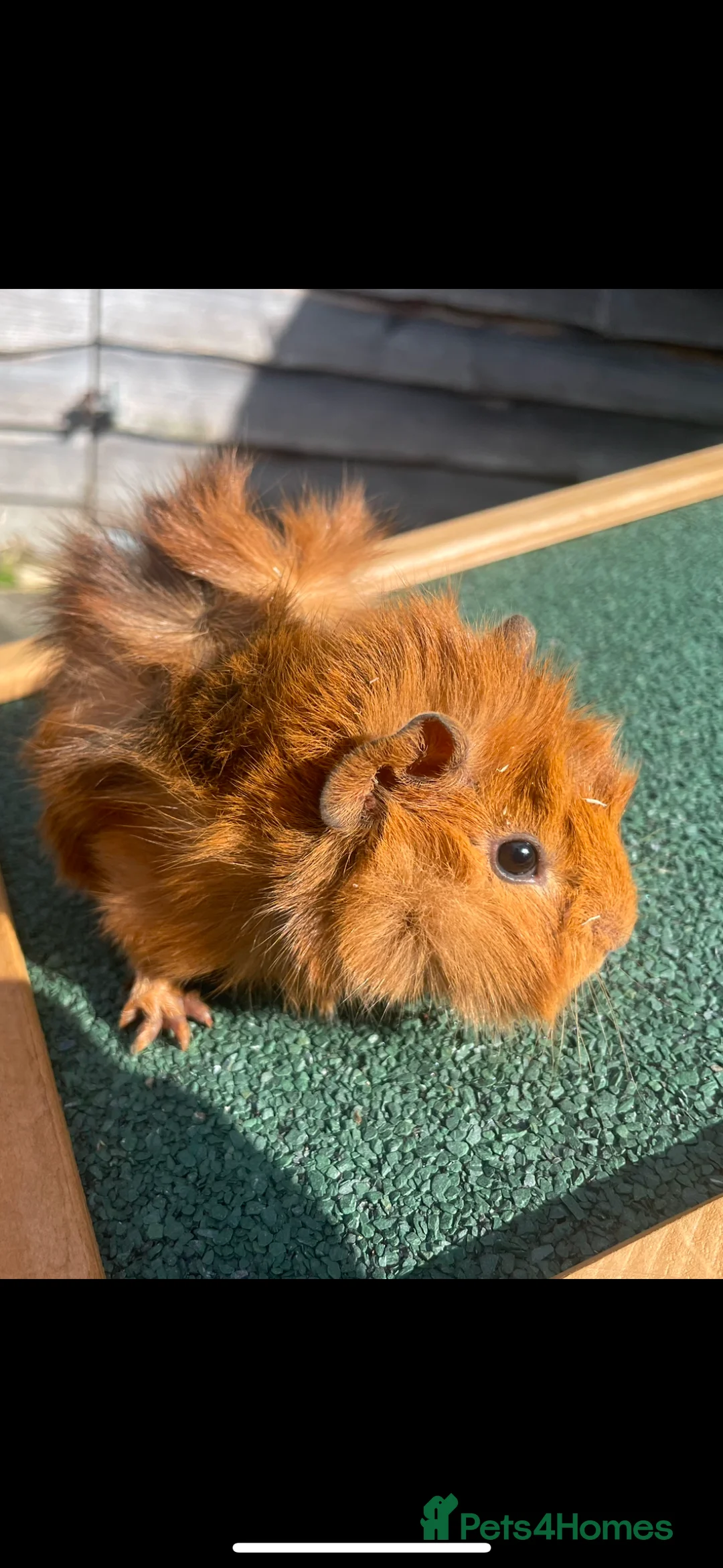 Guinea Pig rodents for sale: Baby guinea pigs for sale - Advert 1