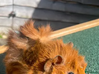 Guinea Pig rodents Baby guinea pigs for sale - Advert 14