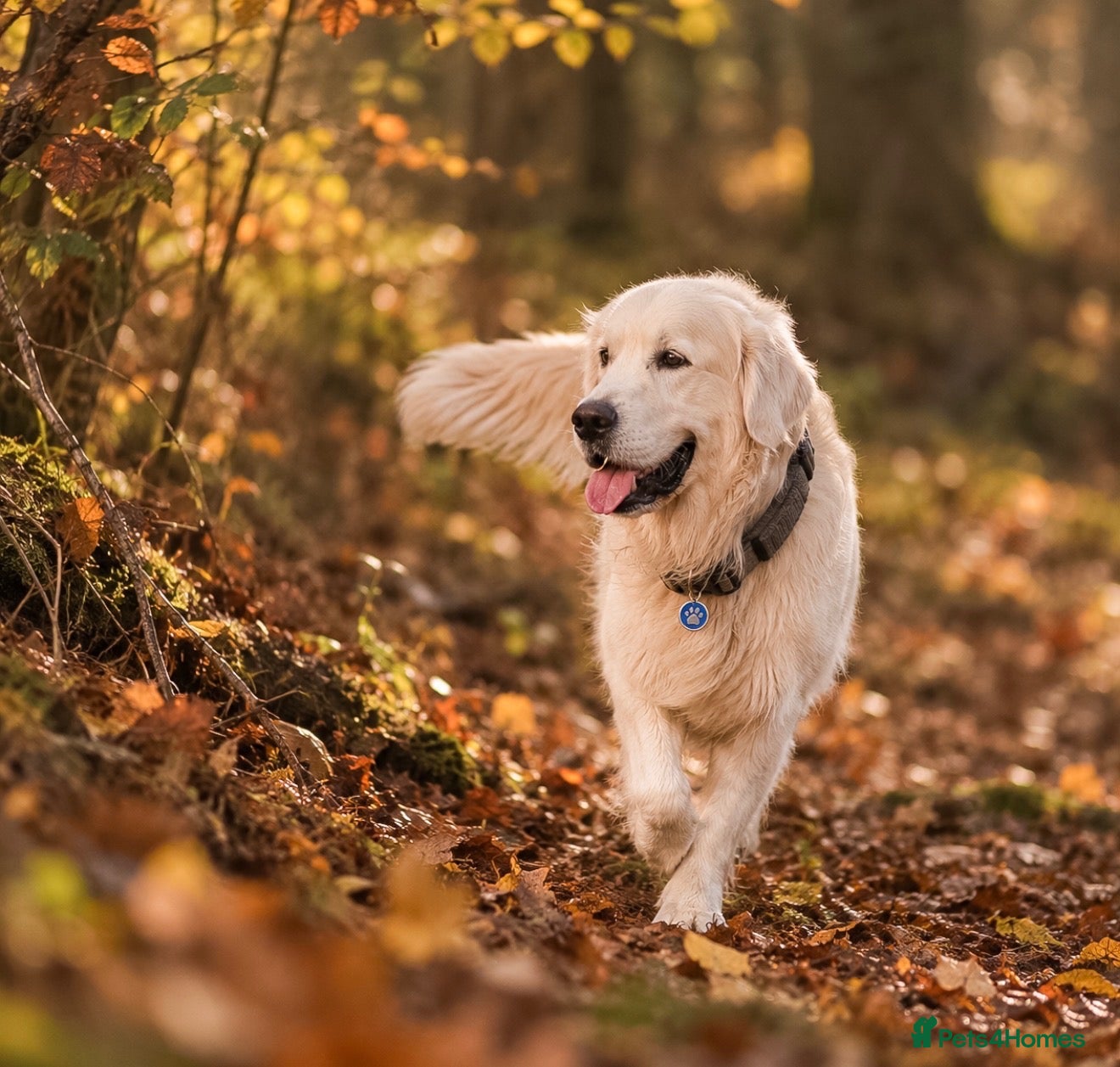 Golden Retriever dogs KC GOLDEN RETRIEVER ⭐️STUD⭐️ - Advert 7