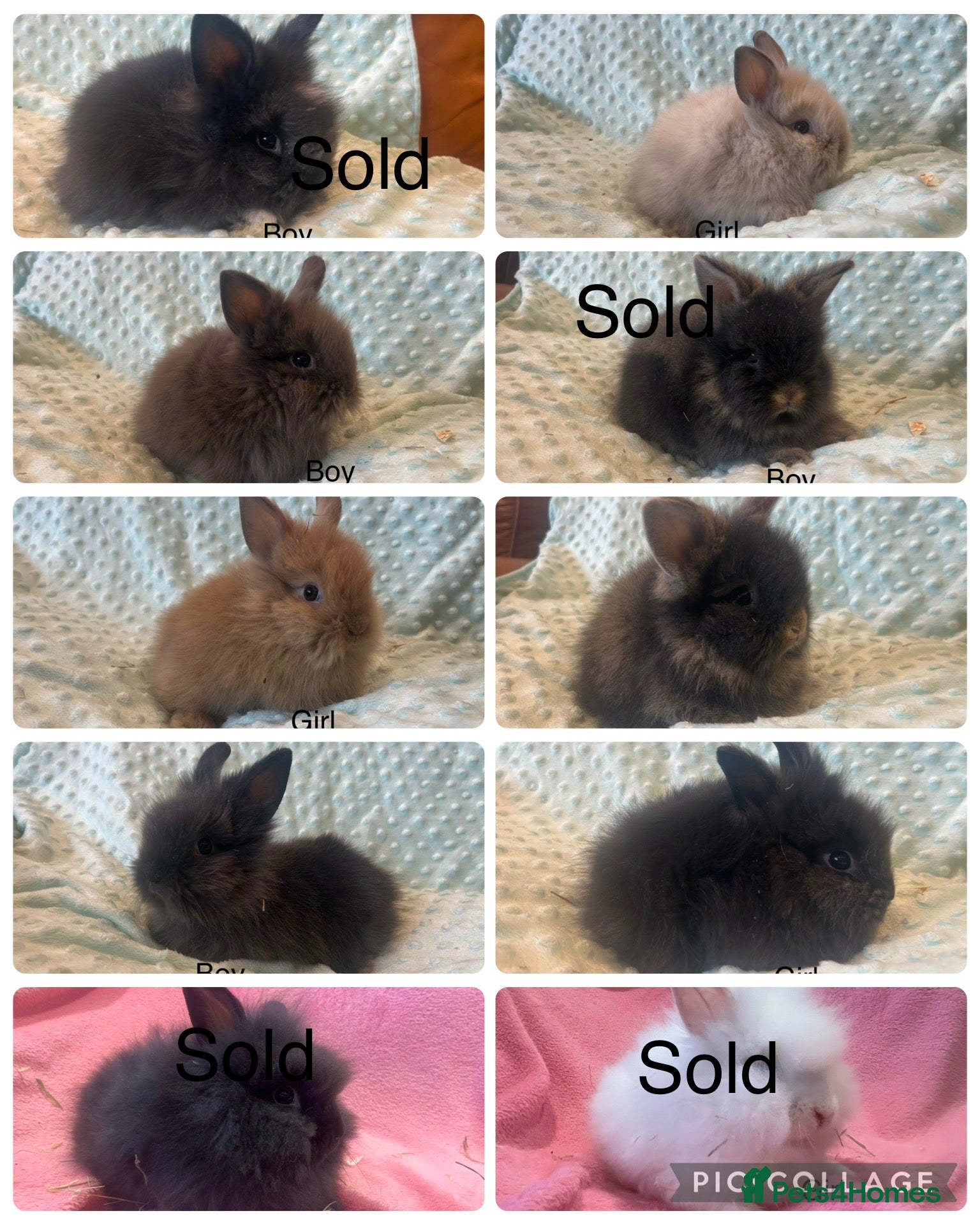 Lionhead rabbits Mini double maned lionheads £65-75 - Advert 1