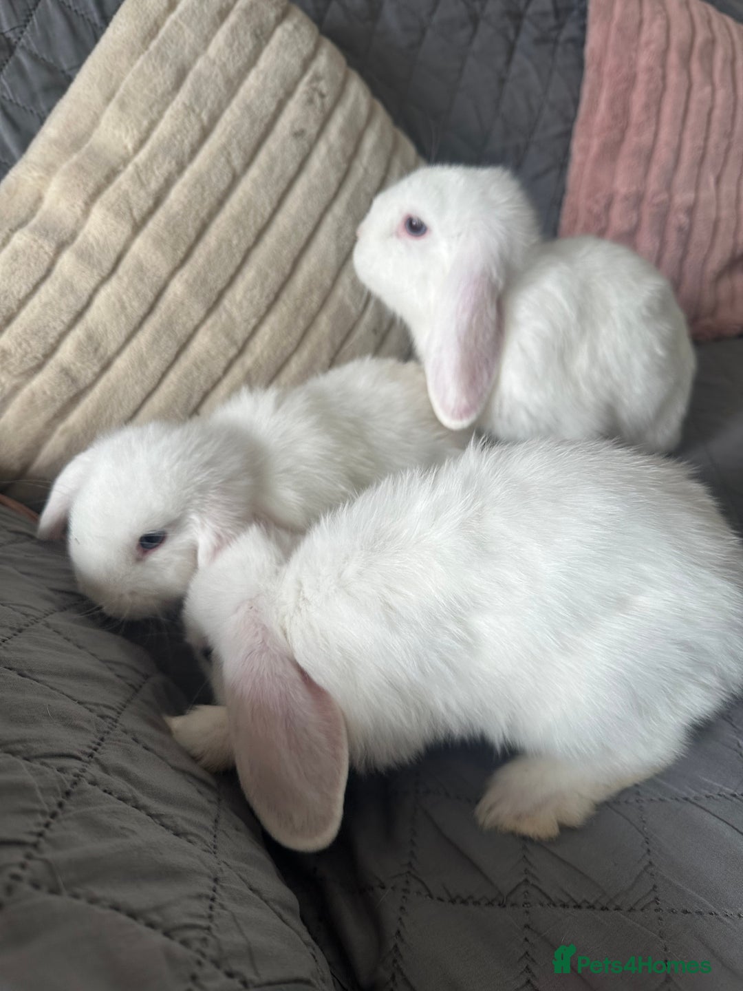 Mini Lop rabbits for sale: BEW Mini Lop Bucks for sale.  - Image 5