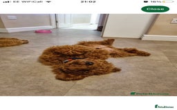Labradoodle dogs for sale: F1bb fox red miniature labradoodle puppies  - Image 8