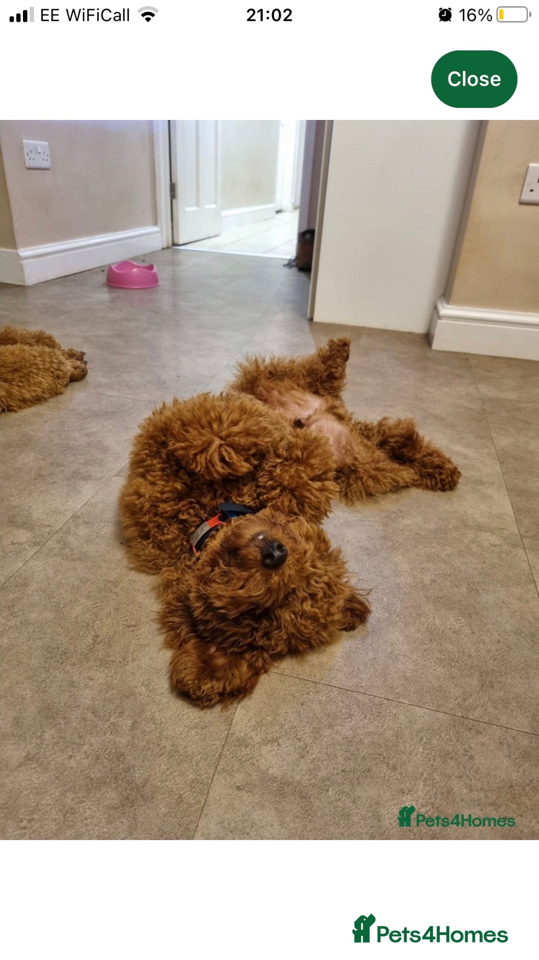 Labradoodle dogs for sale: F1bb fox red miniature labradoodle puppies  - Image 8