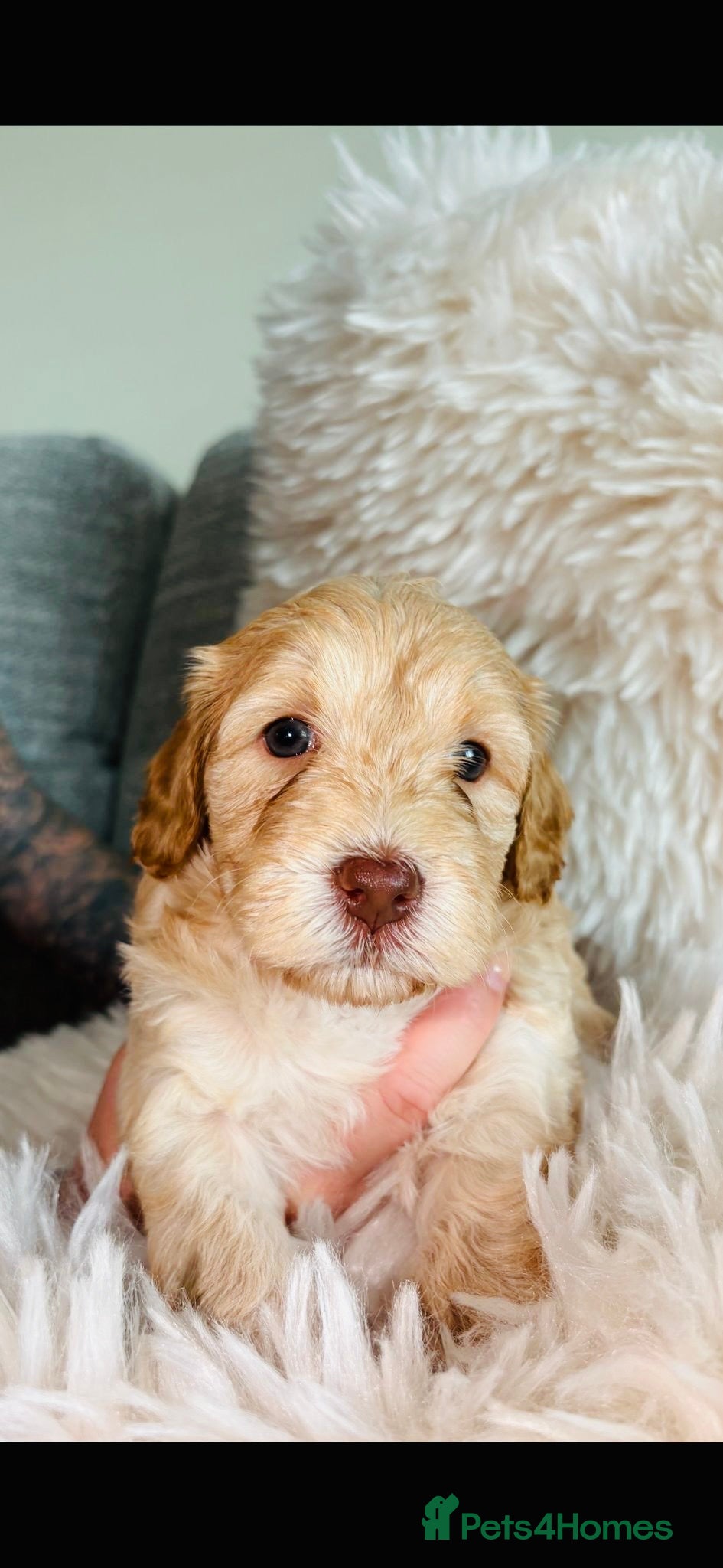 Cockapoo dogs F1B Cockapoo Puppies  - Advert 17