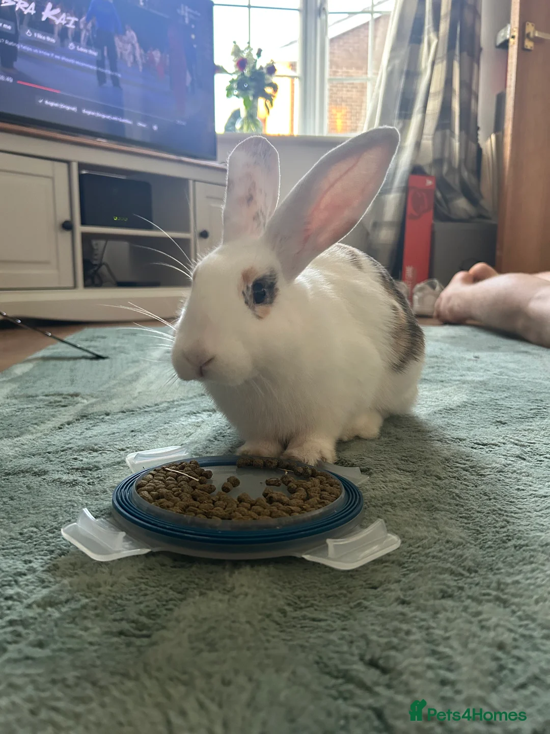 Mixed Breed rabbits for sale: Female bunny need to be rehomed - Advert 1
