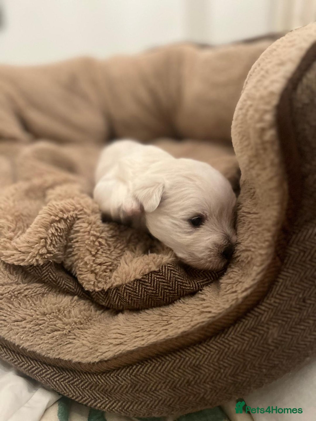 West Highland Terrier dogs for sale: Adorable cute little Westies need forever homes - Advert 8