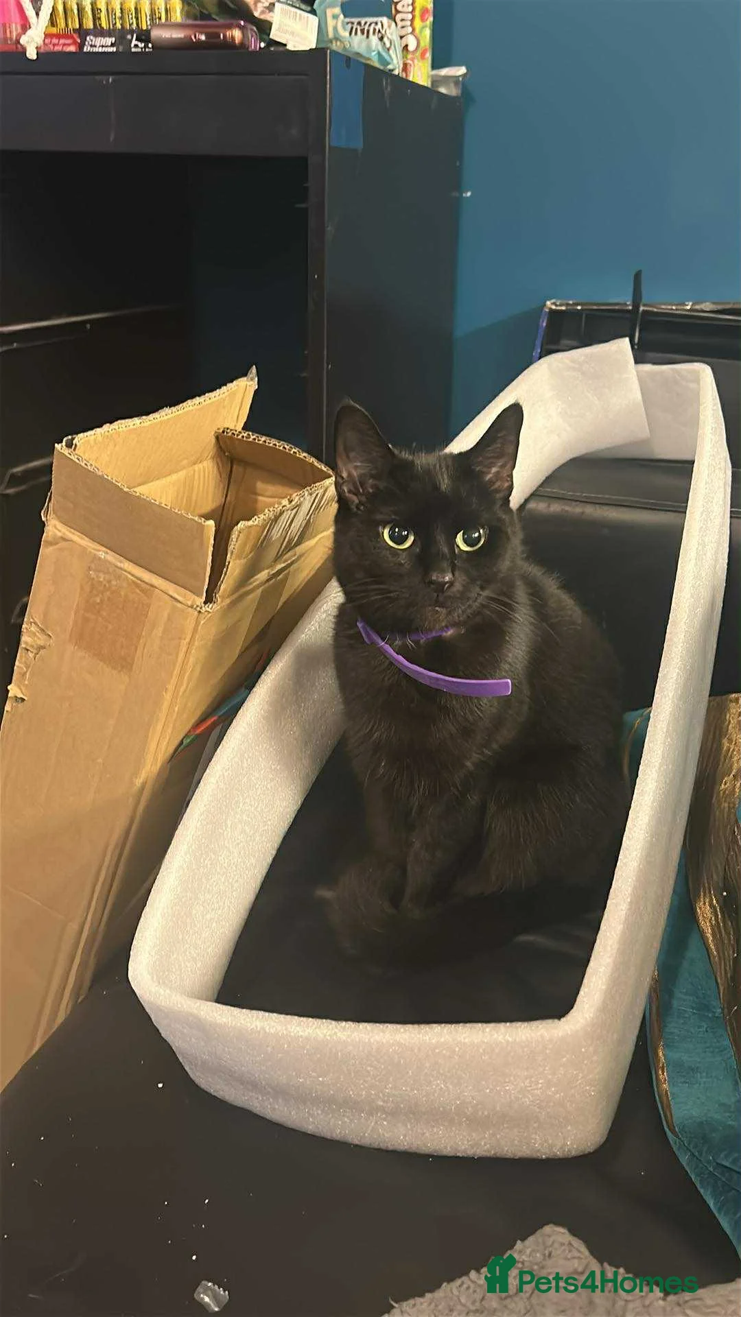 Bombay cats for sale: Sabrina 3YO girl in Bristol - Advert 12