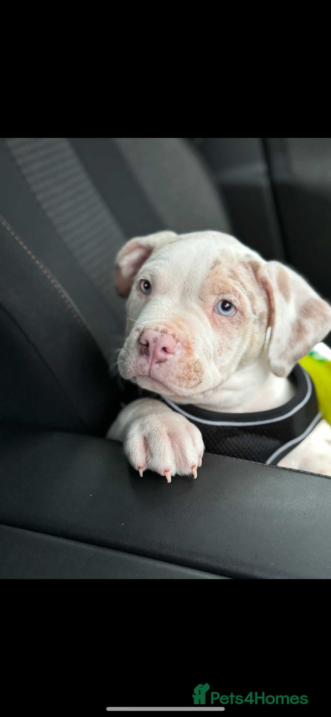 American Bully dogs for sale: Milo  - Image 8
