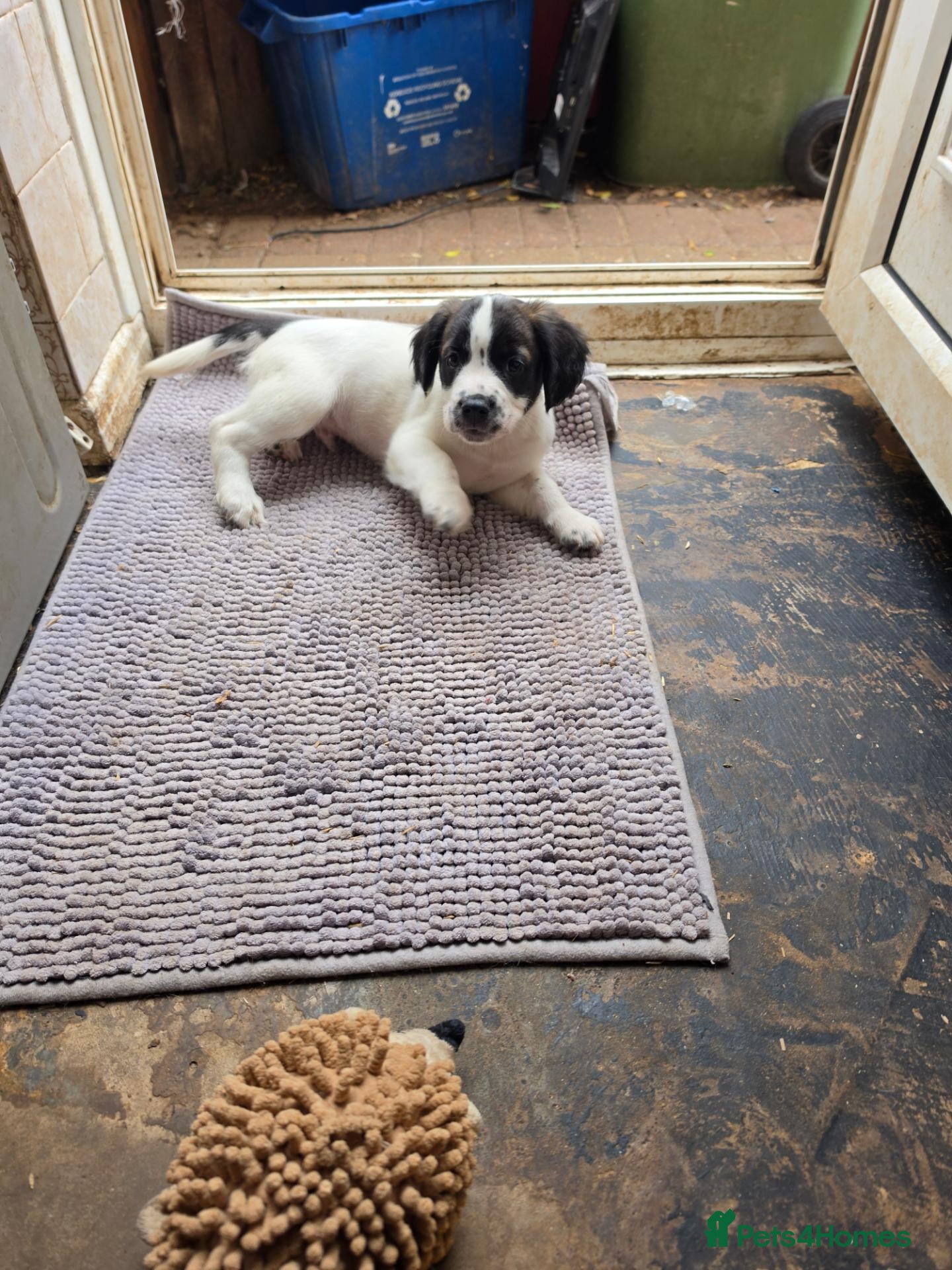 Sprocker dogs READY NOW Cocker spaniel puppies. - Advert 3
