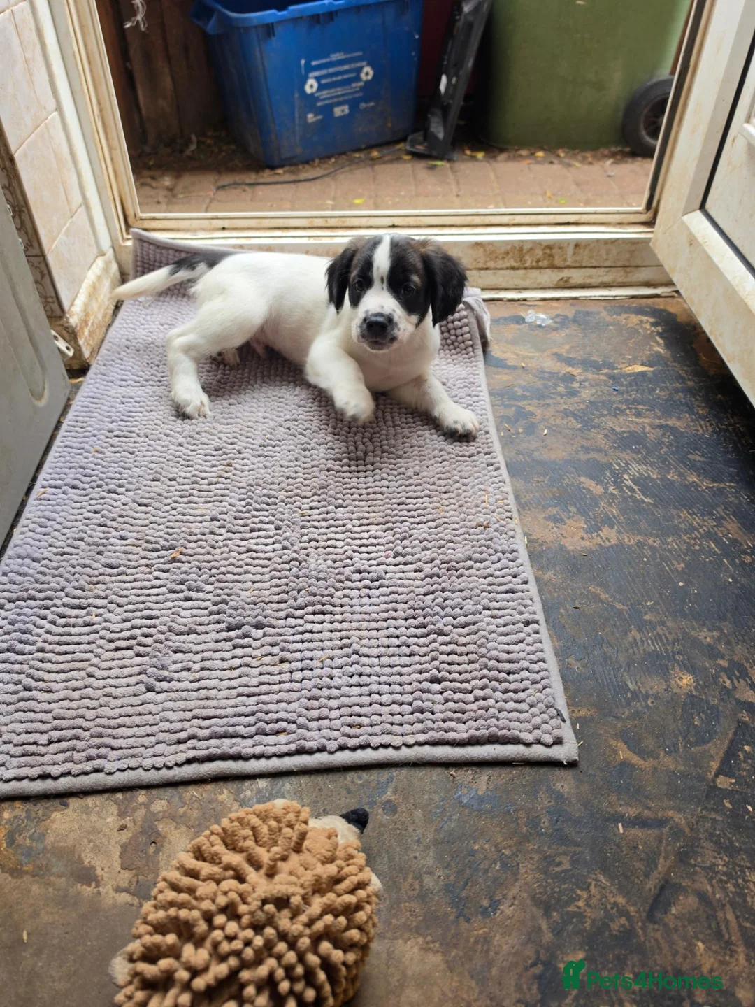 Sprocker dogs for sale: READY NOW Cocker spaniel puppies. - Advert 1