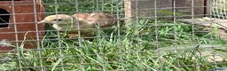 Peafowl poultry for sale: 2 Pea Chicks - Advert 4