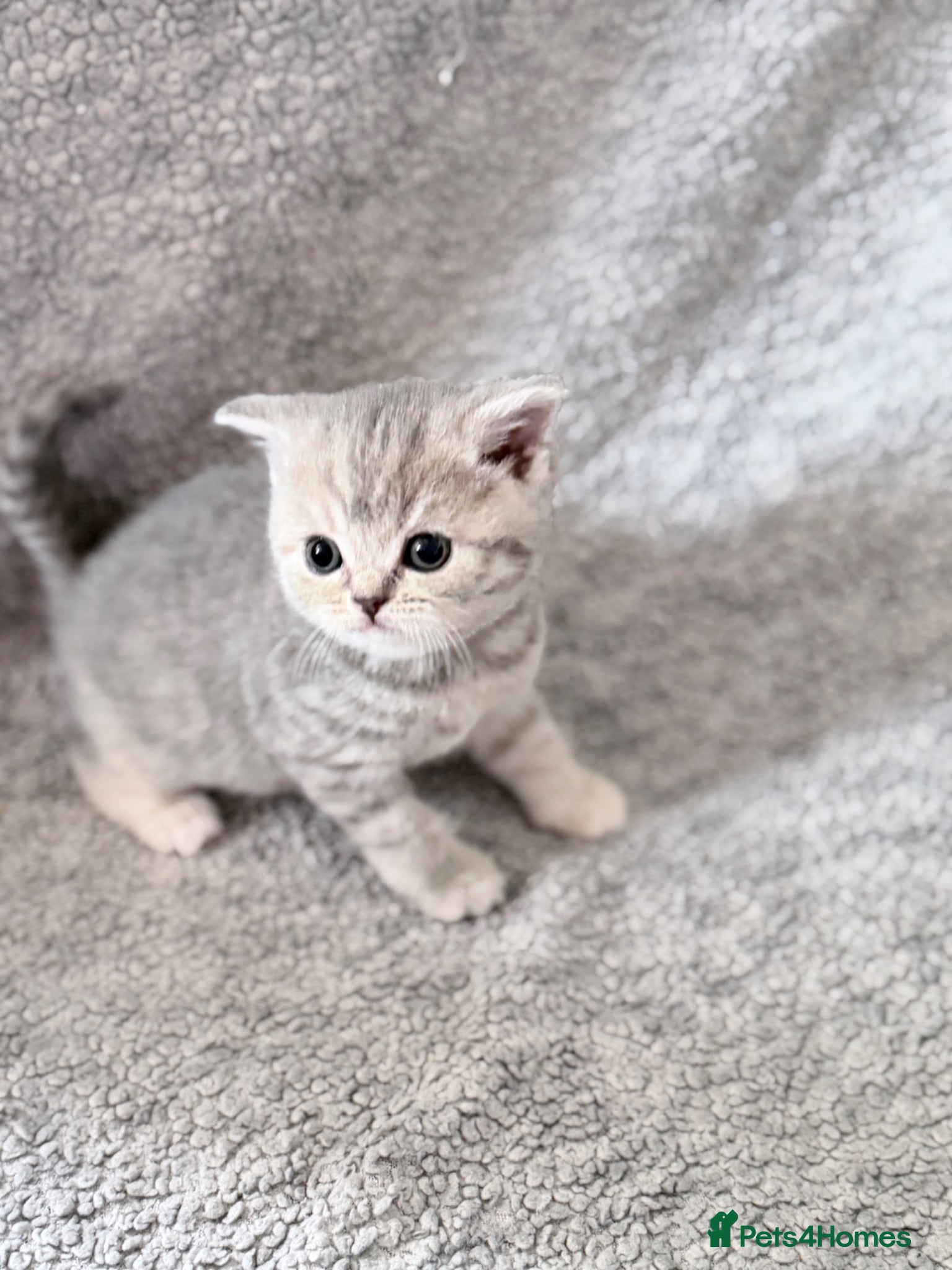 British Shorthair cats last GCCF British shorthair kitten to reserve - Advert 1