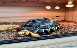 Tortoise reptiles for sale: Beautiful radiated for sale - Image 1