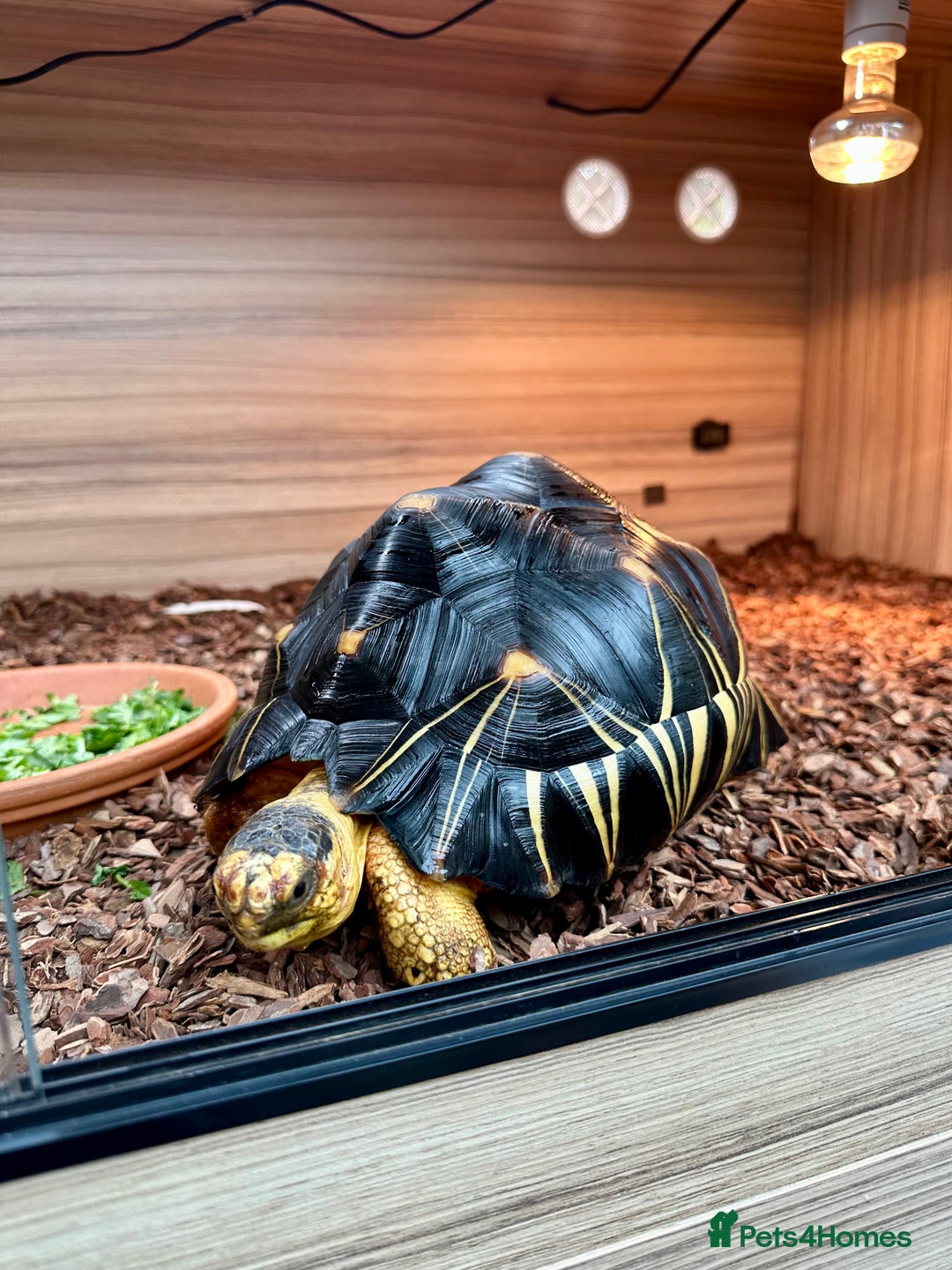 Tortoise reptiles for sale: Beautiful radiated for sale - Image 1