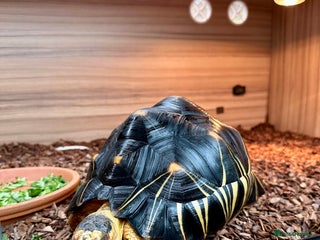 Tortoise reptiles - Advert 13